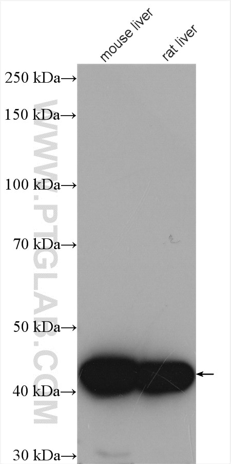 Western Blot (WB) analysis of various lysates using IVD Polyclonal antibody (10822-1-AP)