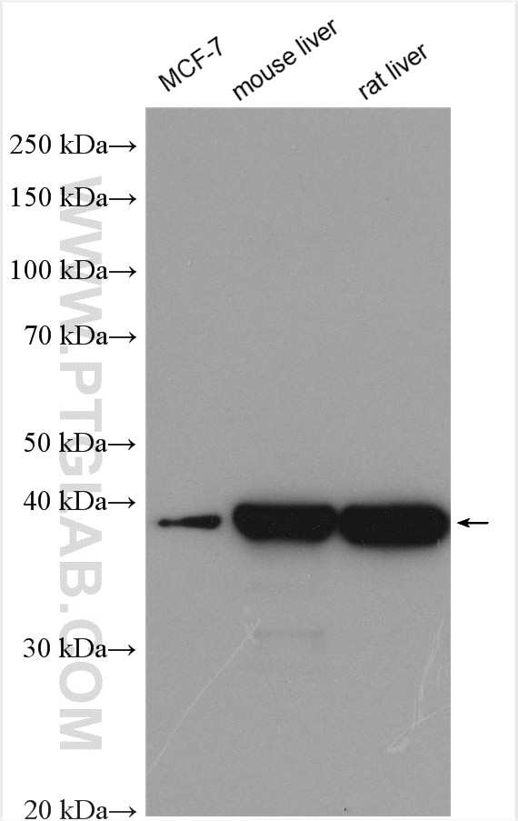 Western Blot (WB) analysis of various lysates using IVD Polyclonal antibody (10822-1-AP)