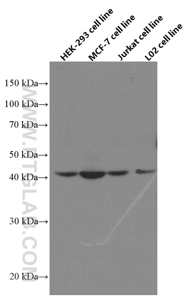 Western Blot (WB) analysis of various lysates using IVD Monoclonal antibody (66032-1-Ig)