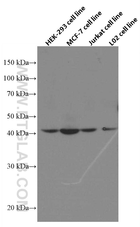 WB analysis using 66032-1-Ig