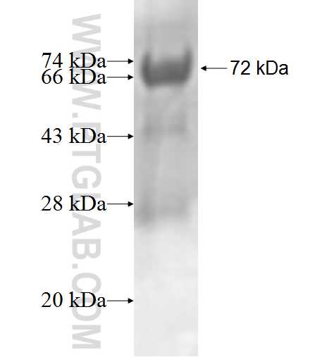 IVD fusion protein Ag1252 SDS-PAGE