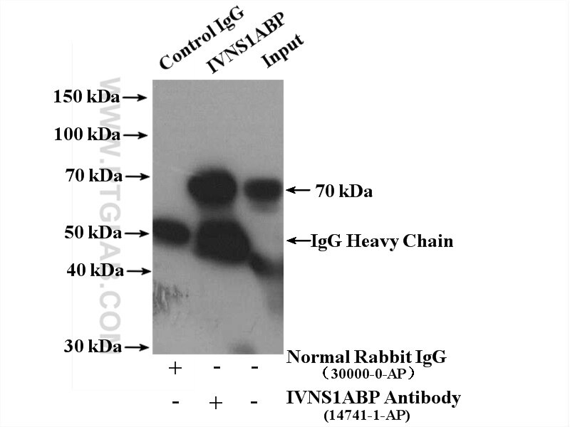Immunoprecipitation (IP) experiment of mouse heart tissue using IVNS1ABP Polyclonal antibody (14741-1-AP)