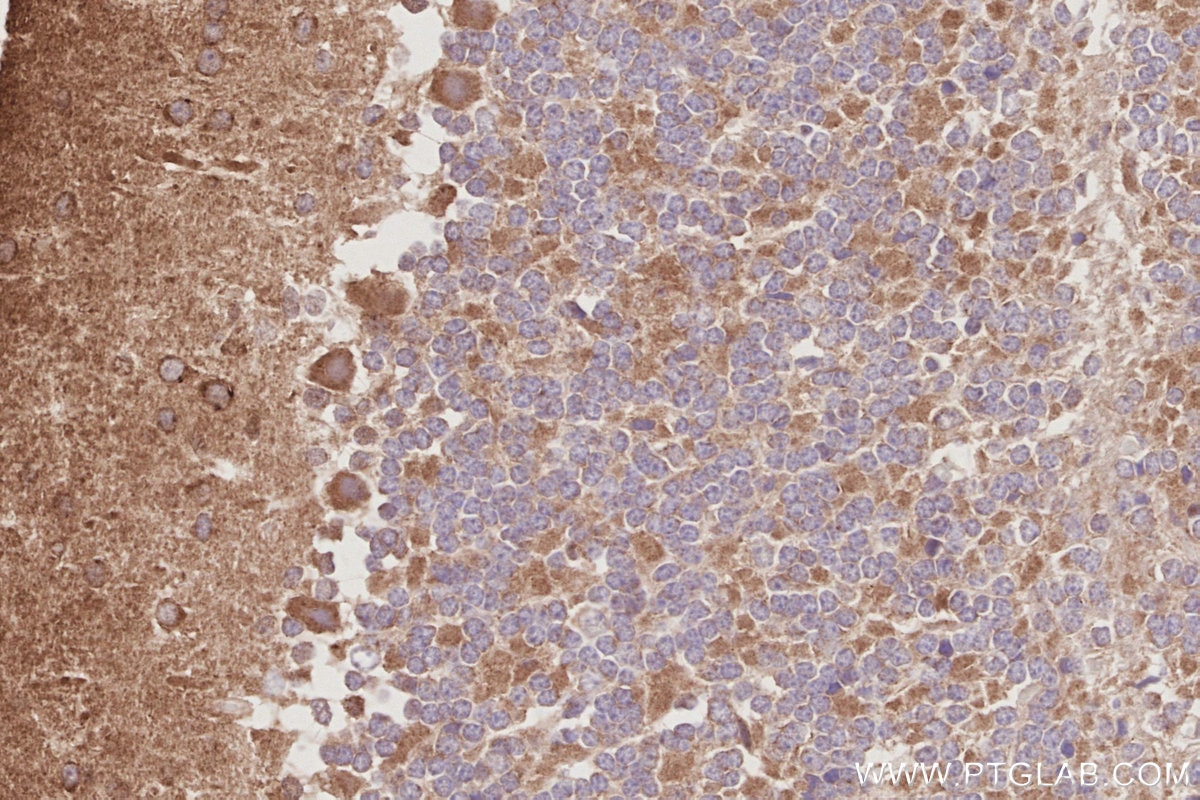 IHC staining of mouse cerebellum using 84268-1-RR Immunohistochemistry (IHC) staining of mouse cerebellum tissue using IVNS1ABP Recombinant monoclonal antibody (84268-1-RR)