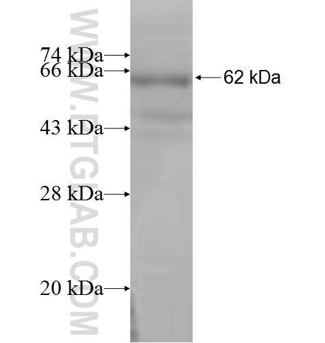 IVNS1ABP fusion protein Ag6412 SDS-PAGE