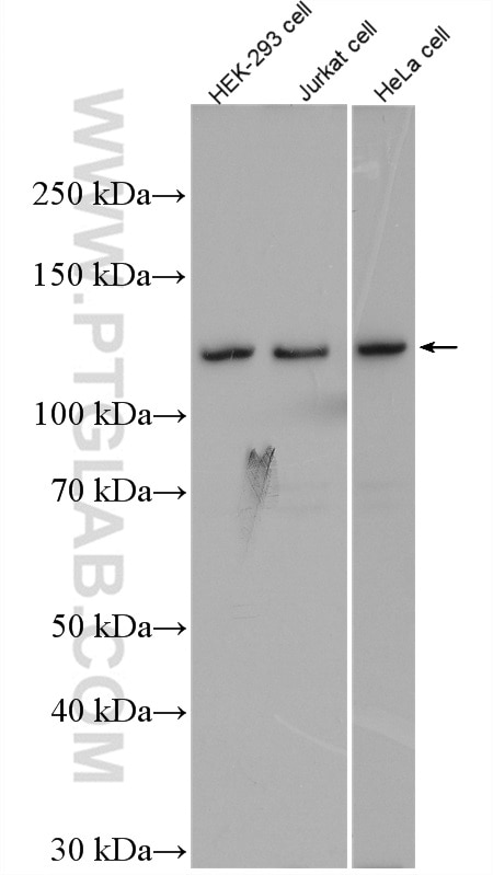 Western Blot (WB) analysis of various lysates using IWS1 Polyclonal antibody (16943-1-AP)