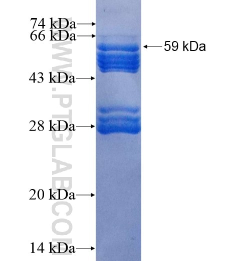 IWS1 fusion protein Ag10554 SDS-PAGE