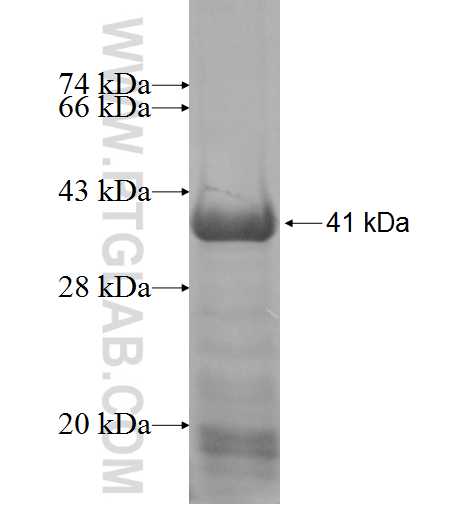 IYD fusion protein Ag9939 SDS-PAGE