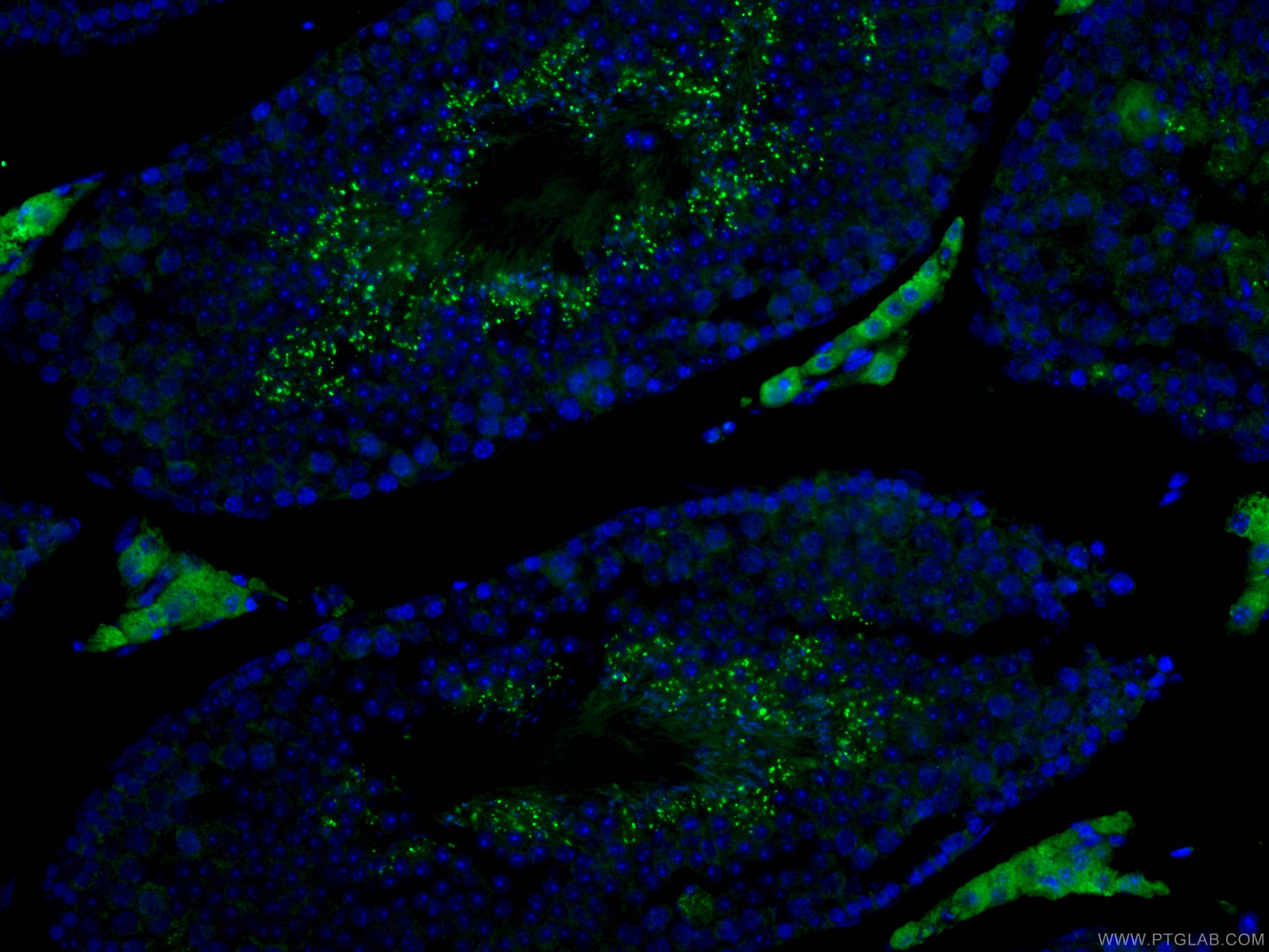 Immunofluorescence (IF) / fluorescent staining of mouse testis tissue using IZUMO1 Polyclonal antibody (13296-1-AP)