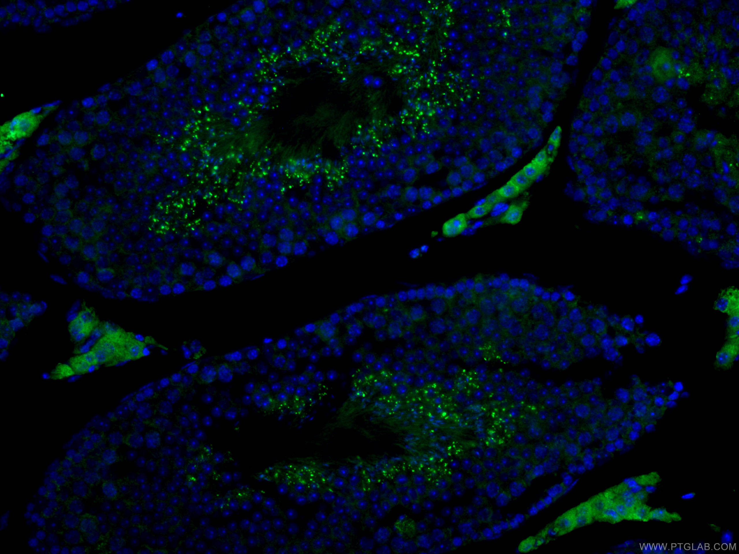 Immunofluorescence (IF) / fluorescent staining of mouse testis tissue using IZUMO1 Polyclonal antibody (13296-1-AP)