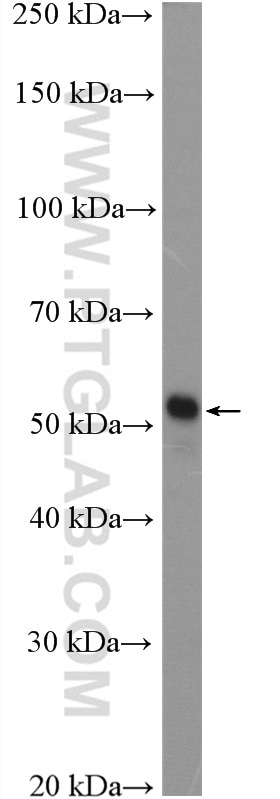 Western Blot (WB) analysis of mouse testis tissue using IZUMO1 Polyclonal antibody (13296-1-AP)