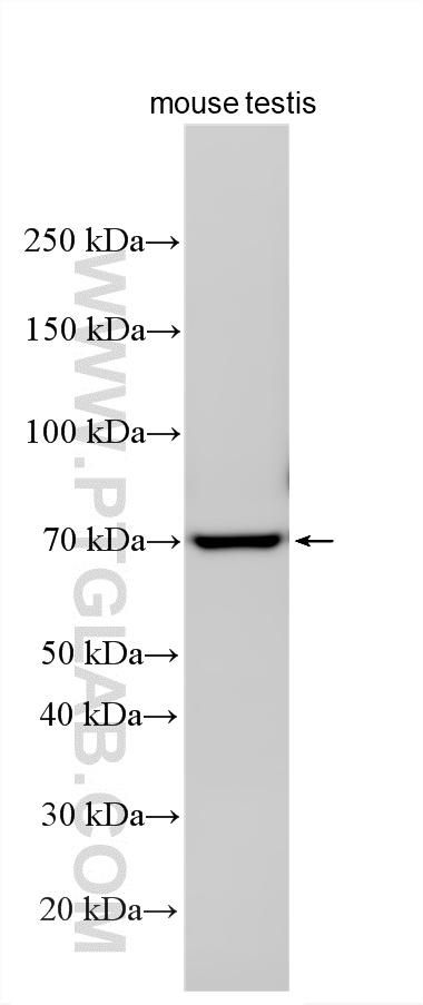 Western Blot (WB) analysis of various lysates using IZUMO1 Polyclonal antibody (13296-1-AP)