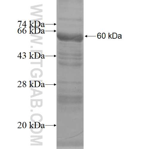 IZUMO1 fusion protein Ag4008 SDS-PAGE
