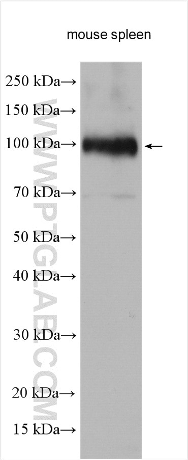 Western Blot (WB) analysis of various lysates using Icam-1 Polyclonal antibody (10020-1-AP)
