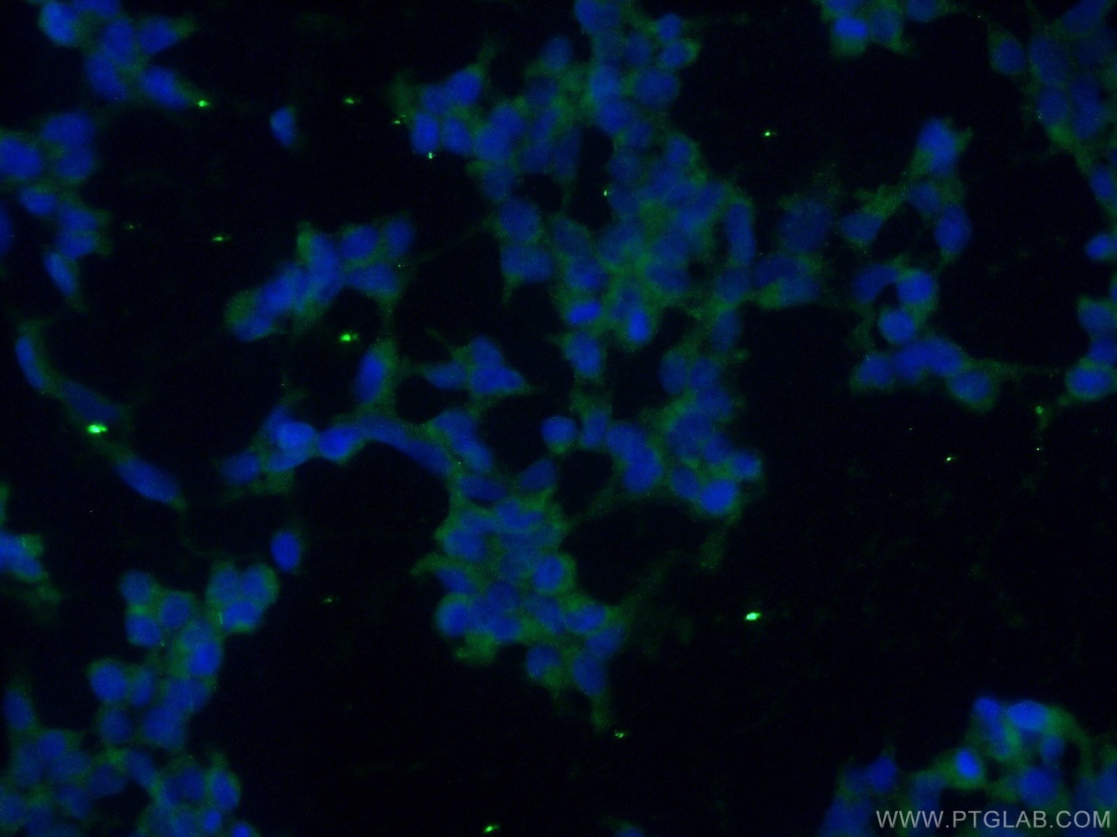Immunofluorescence (IF) / fluorescent staining of HEK-293 cells using Icln Polyclonal antibody (25964-1-AP)