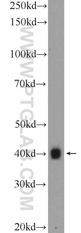 Western Blot (WB) analysis of HEK-293 cells using Icln Polyclonal antibody (25964-1-AP)