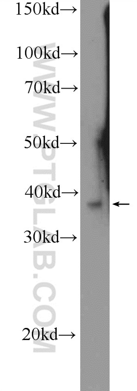 WB analysis of MDCK using 25964-1-AP