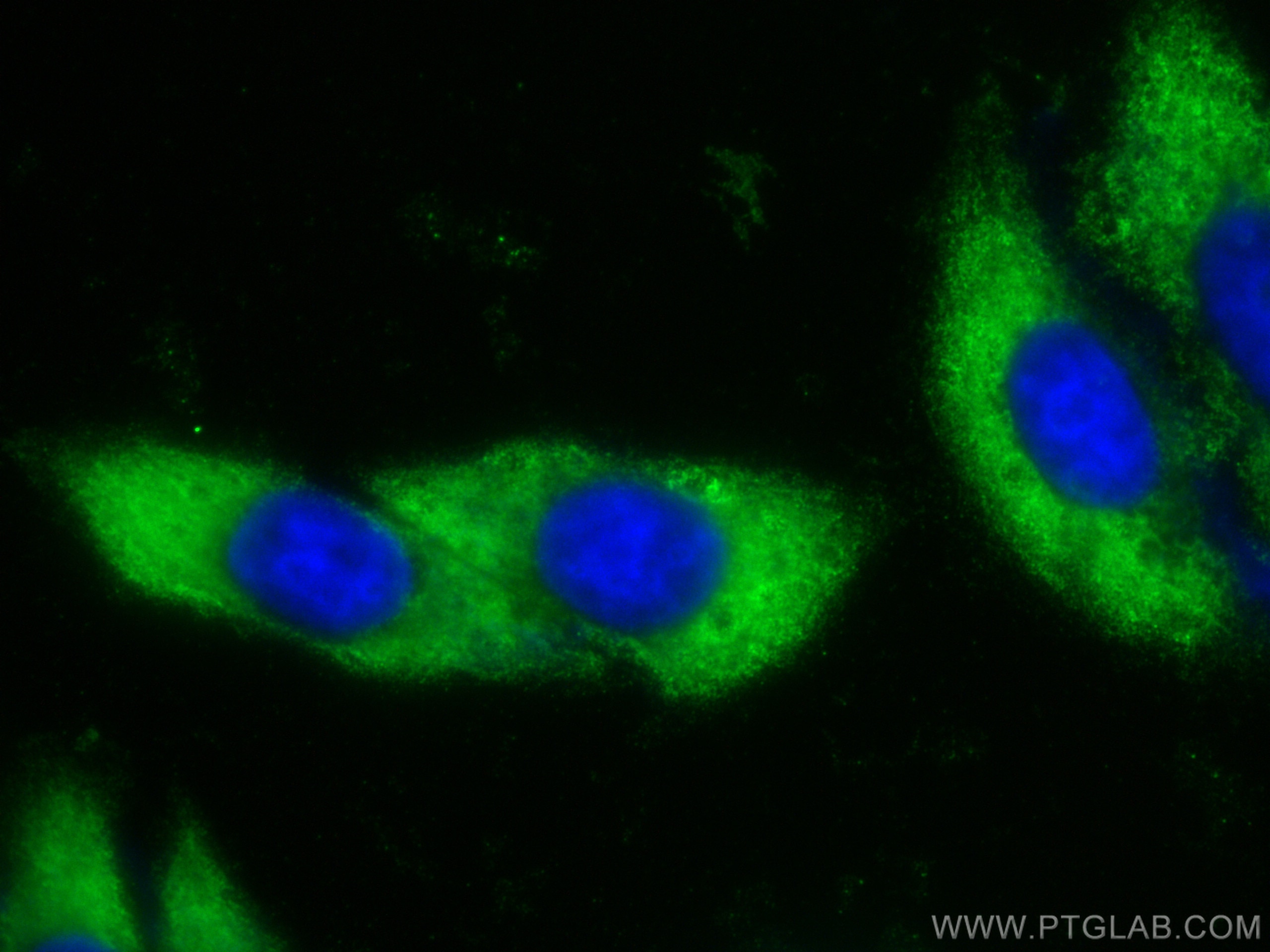 Immunofluorescence (IF) / fluorescent staining of HepG2 cells using CoraLite® Plus 488-conjugated Iduronate 2 sulfatas (CL488-66112)