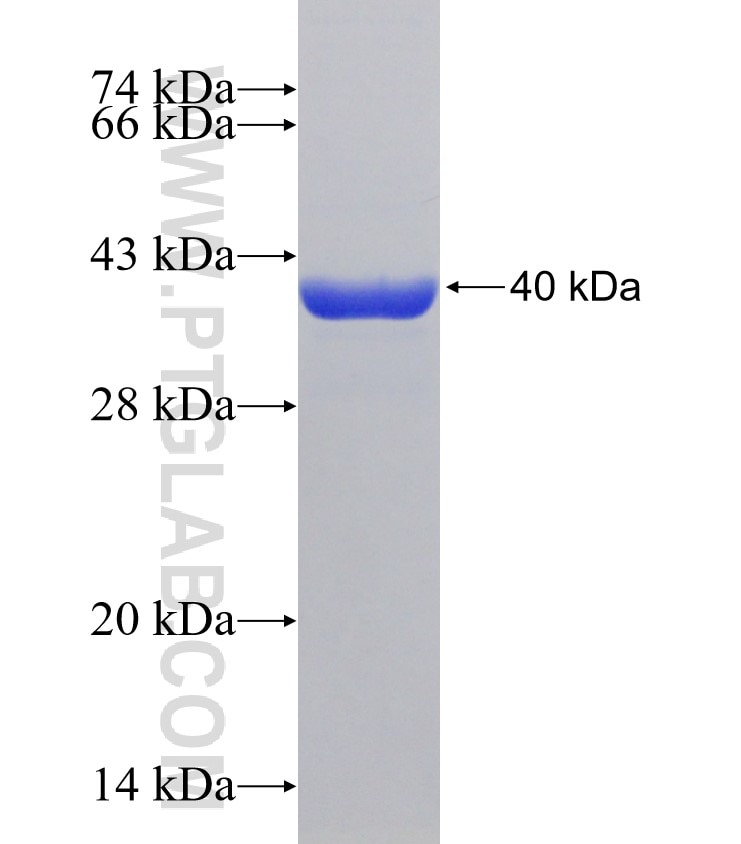 Ifn Gamma fusion protein Ag23462 SDS-PAGE