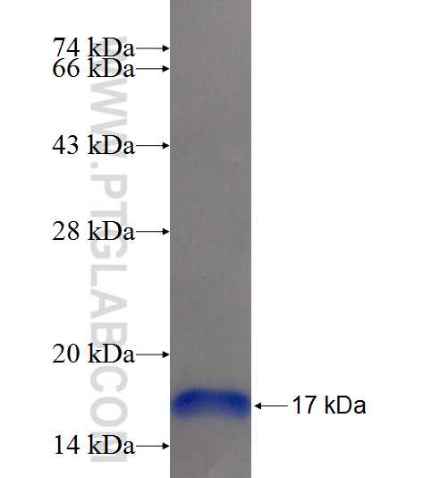 Ifn Gamma fusion protein Ag23466 SDS-PAGE