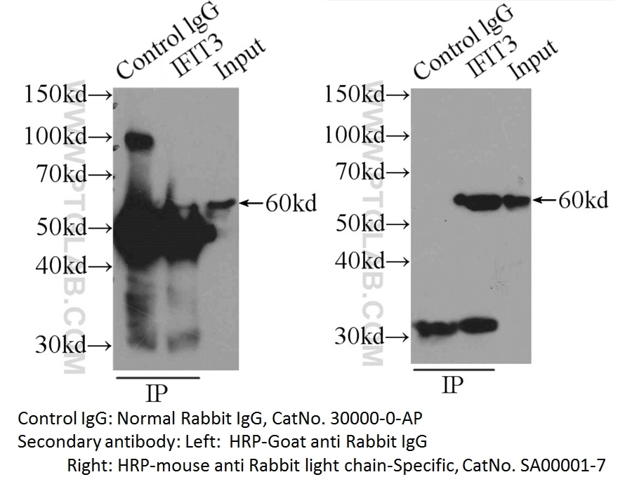 Immunoprecipitation (IP) experiment of Control using Rabbit IgG control Polyclonal antibody (30000-0-AP)