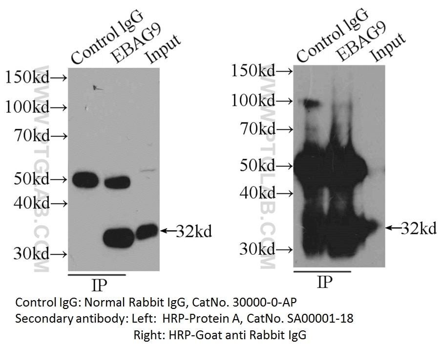 Western Blot (WB) analysis of Control using Rabbit IgG control Polyclonal antibody (30000-0-AP)