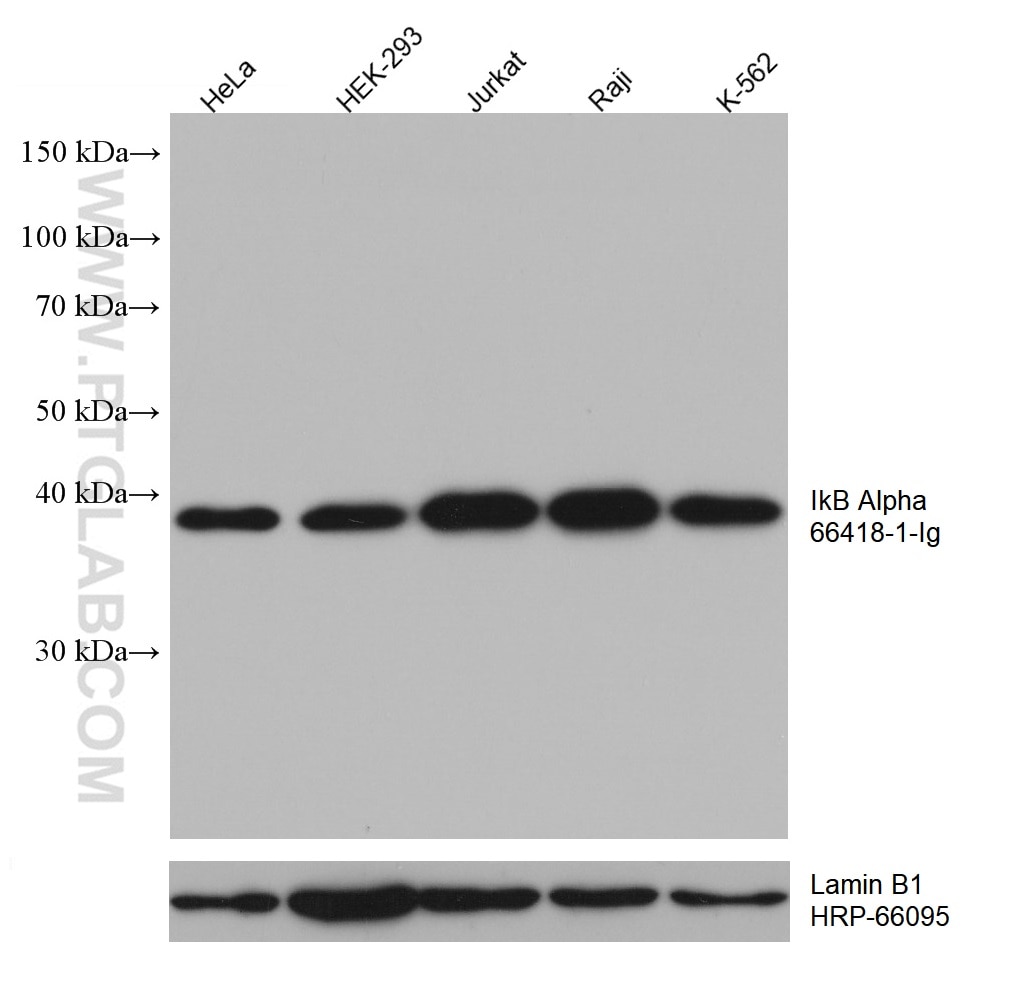 Western Blot (WB) analysis of various lysates using IkB Alpha Monoclonal antibody (66418-1-Ig)