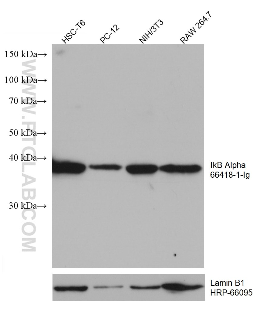 Western Blot (WB) analysis of various lysates using IkB Alpha Monoclonal antibody (66418-1-Ig)