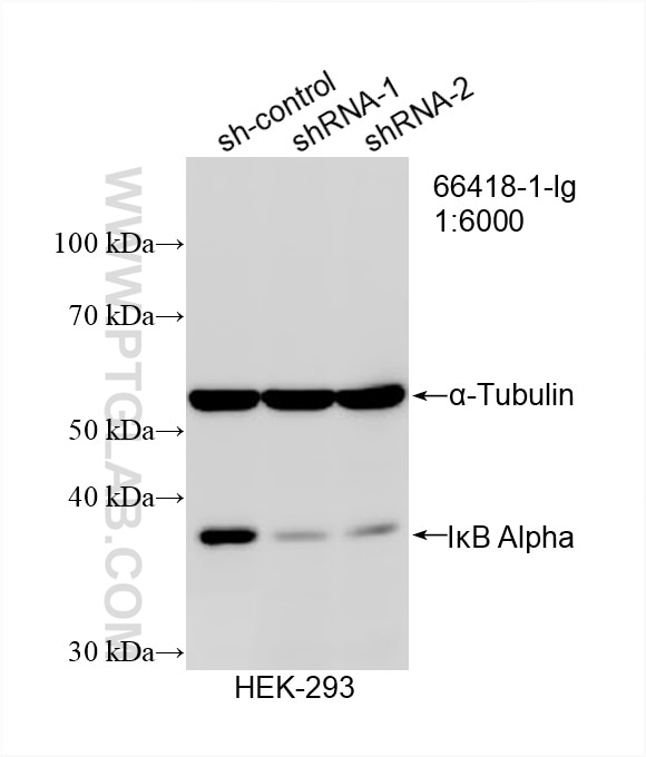 Western Blot (WB) analysis of HEK-293 cells using IkB Alpha Monoclonal antibody (66418-1-Ig)