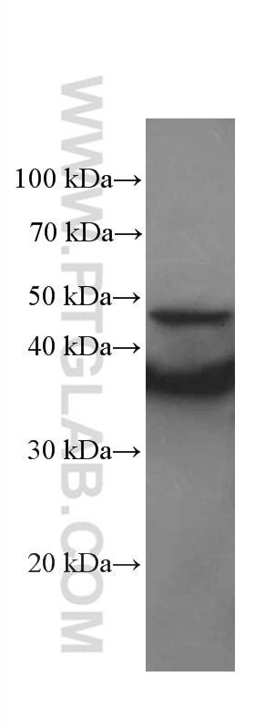 Western Blot (WB) analysis of C6 cells using IkB Alpha Monoclonal antibody (66418-1-Ig)