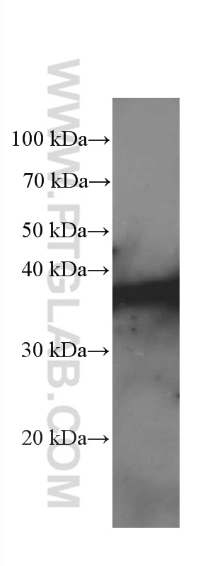Western Blot (WB) analysis of ROS1728 cells using IkB Alpha Monoclonal antibody (66418-1-Ig)