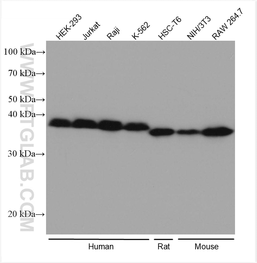 WB analysis using 80019-1-RR