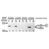 IkBa mAb tested by Western blot. The anti-IkBa detects both phosphorylated and non-phosphorylated forms of IkBa by Western blot. Jurkat cells (~1 x 107) were treated for indicated time periods with 10 nm/ml PMA, 1 uM ionomycin and anti-CD28 (1:10,000 dilution). 10 ul of cytoplasmic (C) and nuclear extract (N) were resolved on a 8.75% SDS-PAGE and transferred to Immobilon membrane. Figure is courtesy of Dr. Shao-Cong Sun at Penn State Univ. College of Medicine.