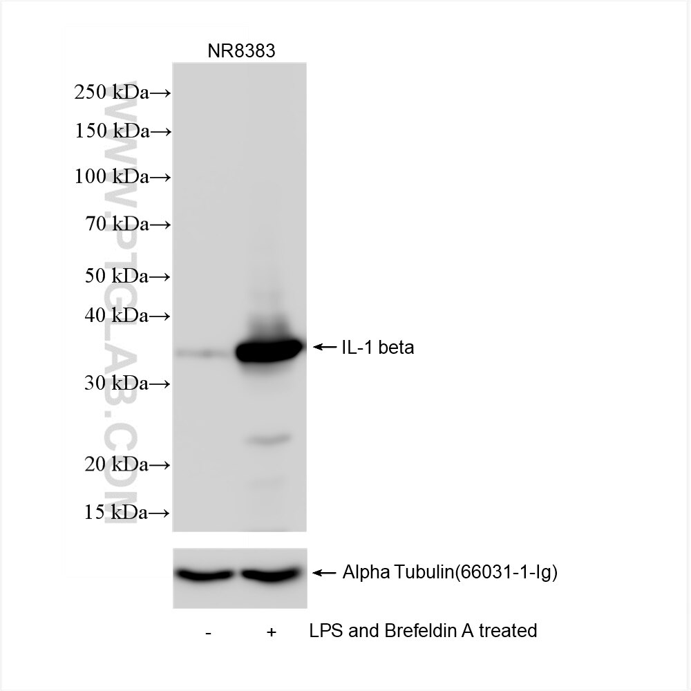 Western Blot (WB) analysis of NR8383 cells using Il1 beta Recombinant antibody (84274-1-RR)