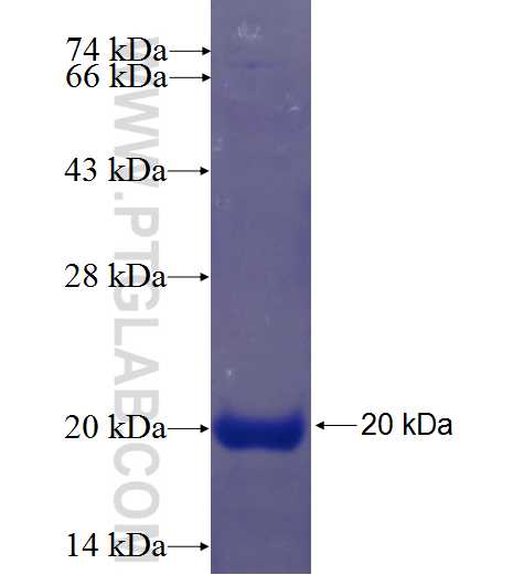 IL-10 fusion protein Ag23464 SDS-PAGE