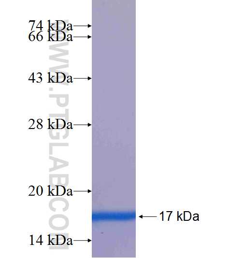IL-10 fusion protein Ag24817 SDS-PAGE