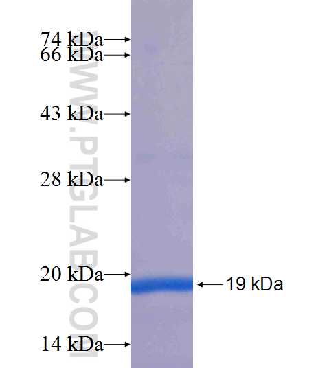 IL-10 fusion protein Ag24824 SDS-PAGE