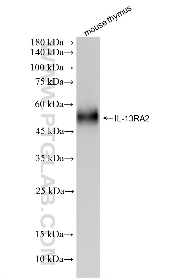 Western Blot (WB) analysis of mouse thymus tissue using IL-13RA2 Recombinant monoclonal antibody (85631-7-RR)