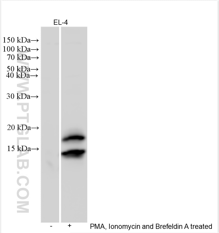 Western Blot (WB) analysis of various lysates using IL-17a Polyclonal antibody (26163-1-AP)