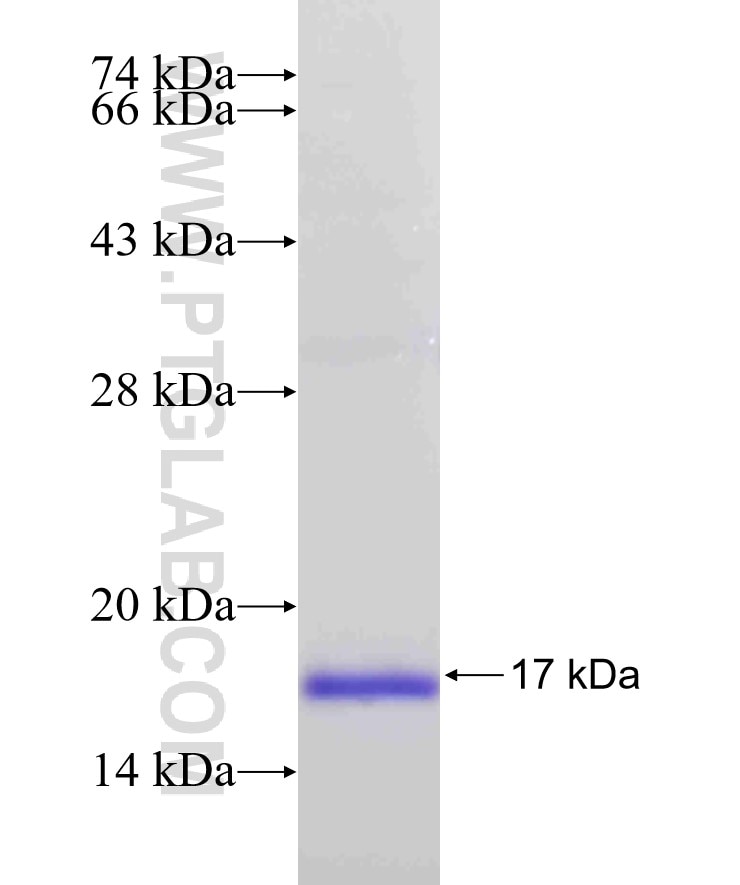 IL-17A fusion protein Ag24087 SDS-PAGE