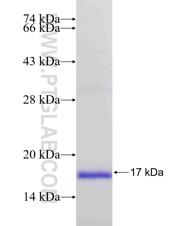 IL-17A fusion protein Ag24087 SDS-PAGE