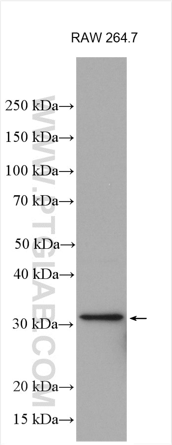 WB analysis using 26048-1-AP