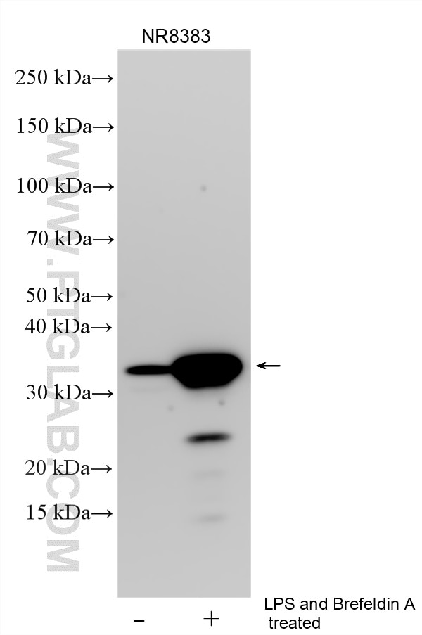 Western Blot (WB) analysis of various lysates using IL-1 beta Polyclonal antibody (26048-1-AP)