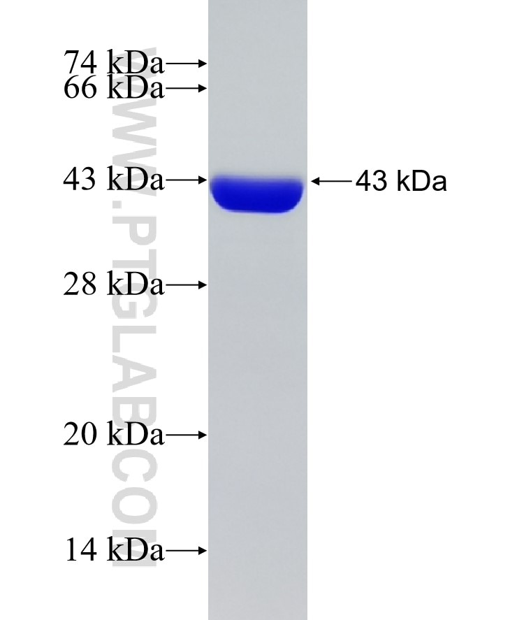 IL-1B fusion protein Ag23461 SDS-PAGE