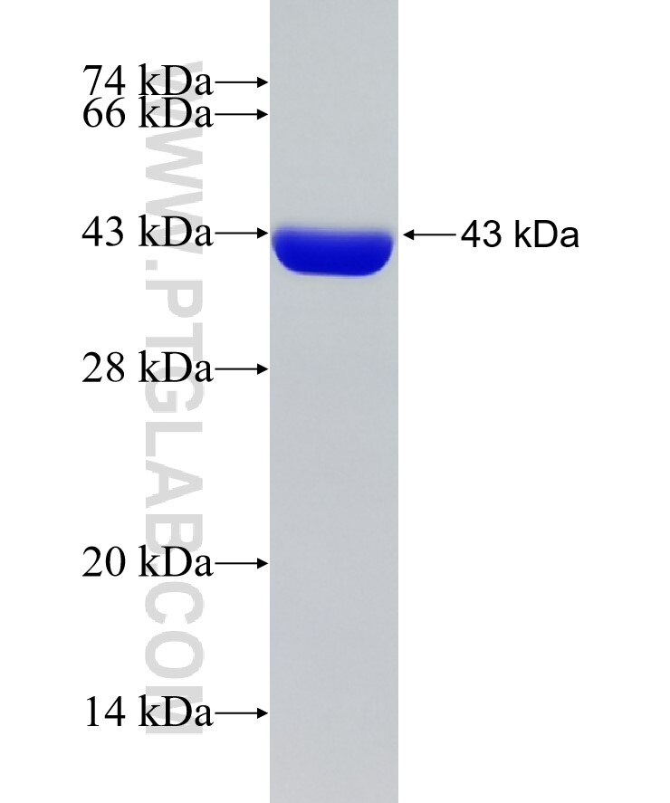 IL-1B fusion protein Ag23461 SDS-PAGE