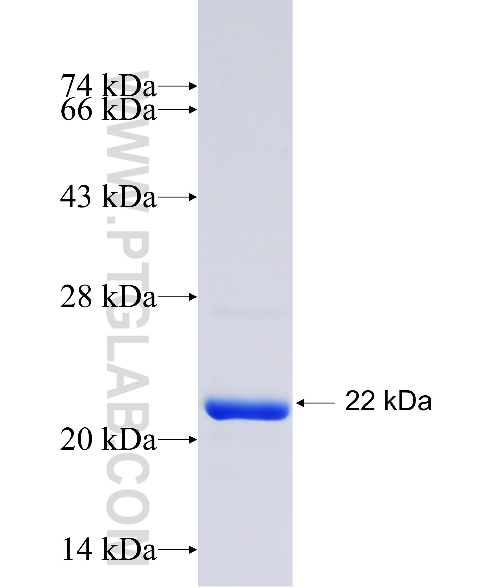 IL-1B fusion protein Ag23465 SDS-PAGE
