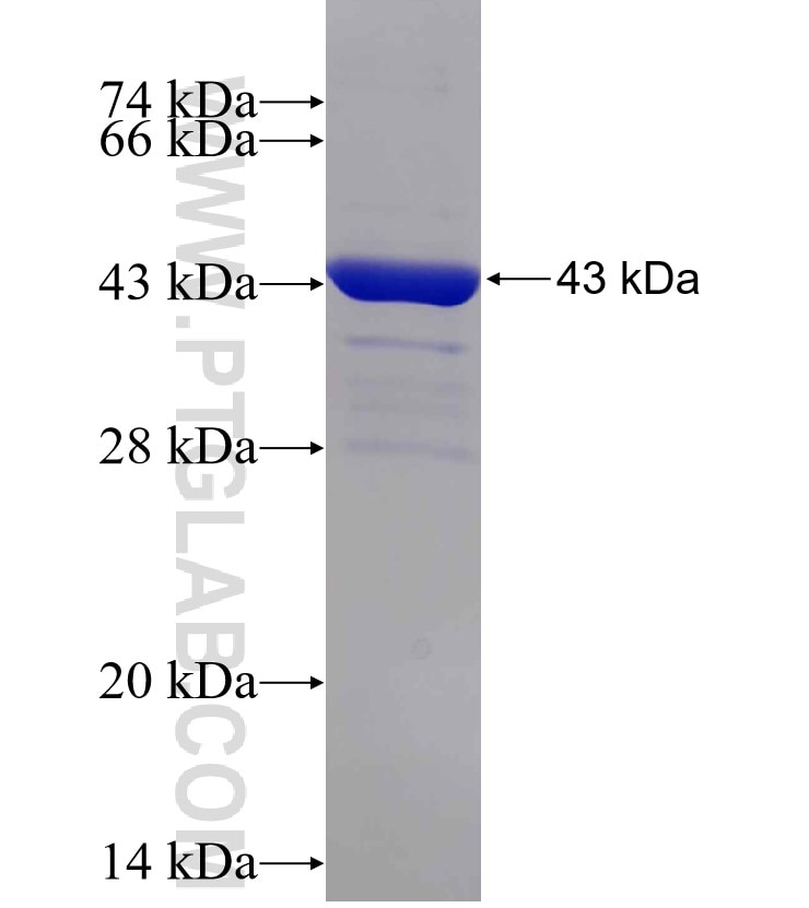 IL-2 fusion protein Ag24079 SDS-PAGE