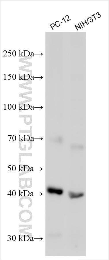 Western Blot (WB) analysis of various lysates using Il3ra Polyclonal antibody (30012-1-AP)
