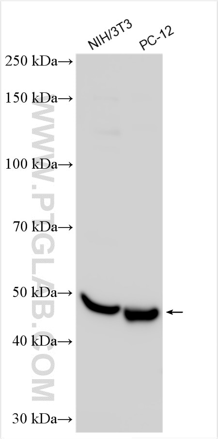 Western Blot (WB) analysis of various lysates using Il3ra Polyclonal antibody (30012-1-AP)