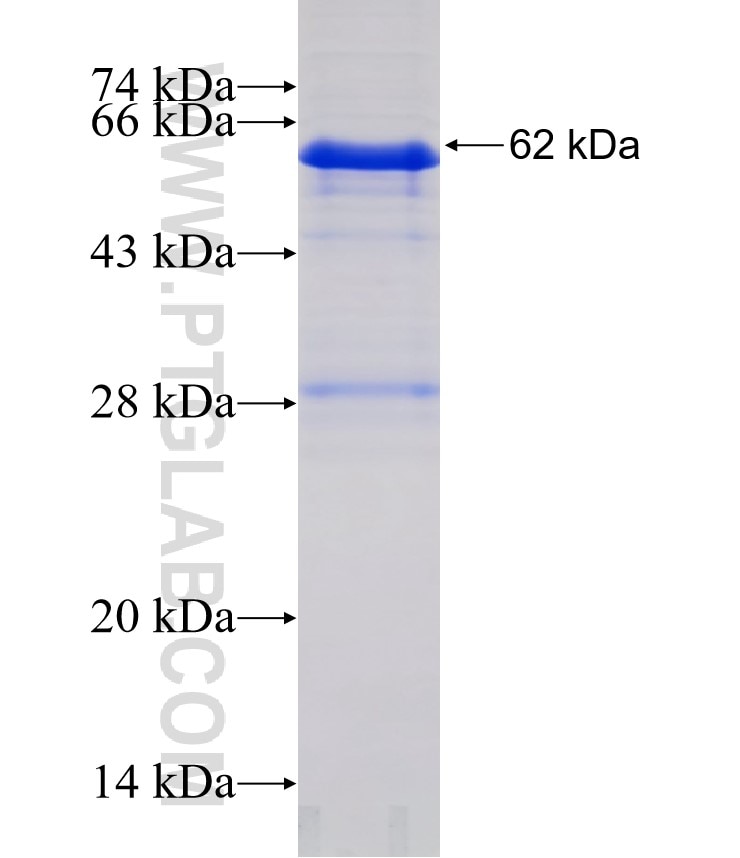 Il3ra fusion protein Ag32002 SDS-PAGE