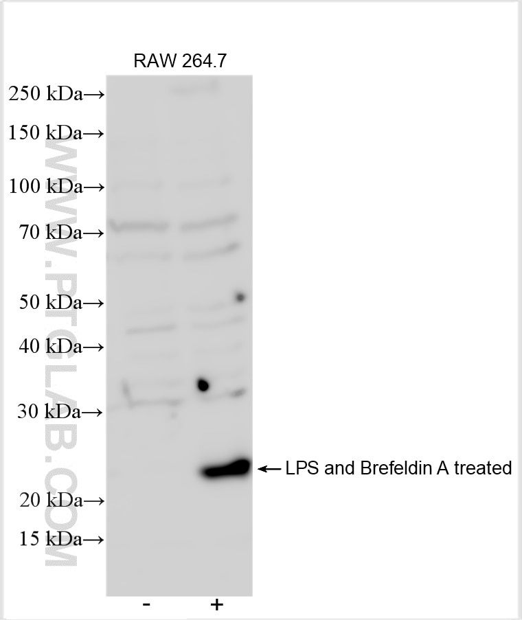 Western Blot (WB) analysis of various lysates using IL-6 Polyclonal antibody (26404-1-AP)